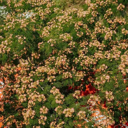 Pensiunea Cristian Maison d'hôtes Techirghiol